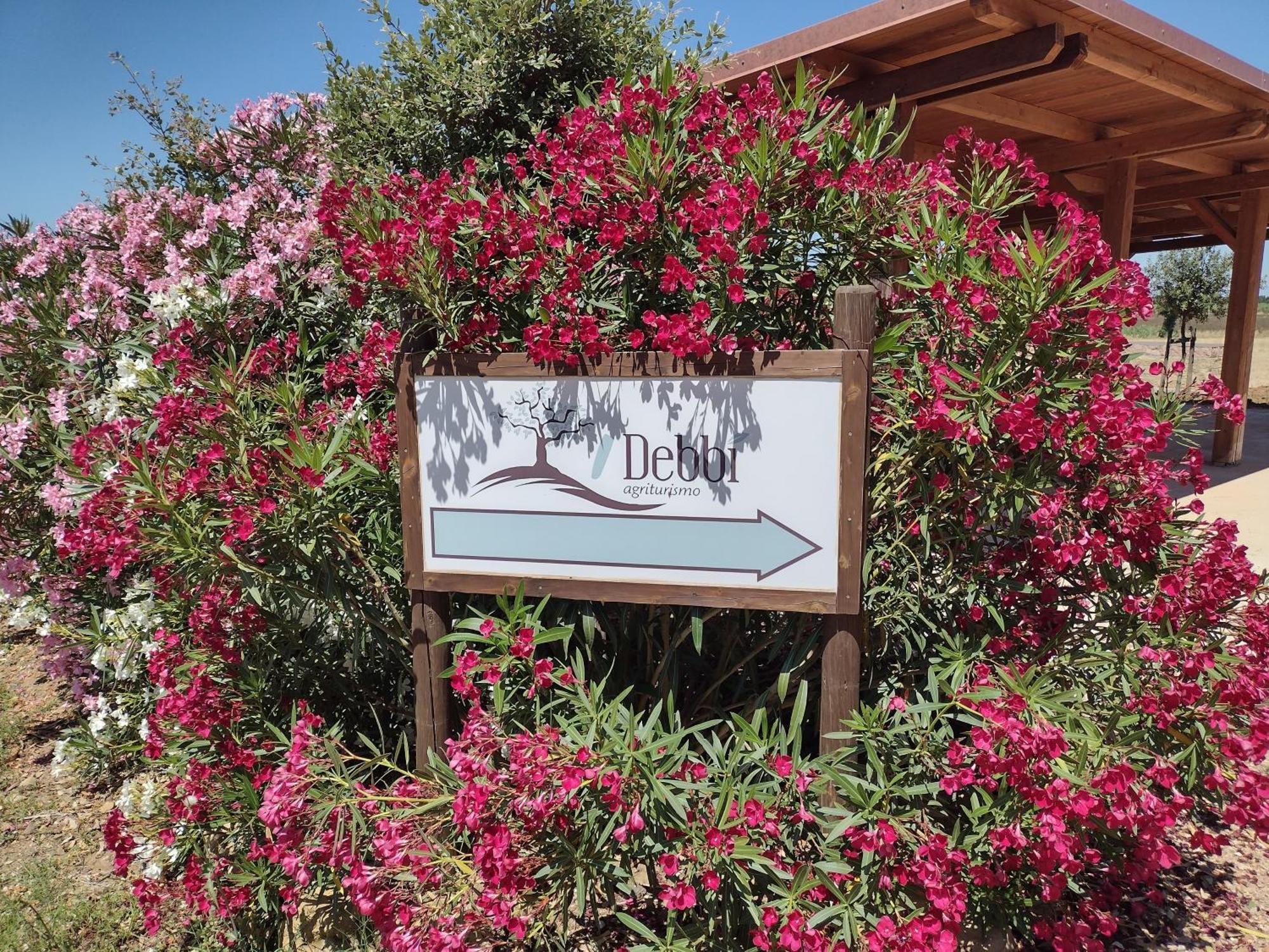 Agriturismo I Debbi Bibbona Exterior photo